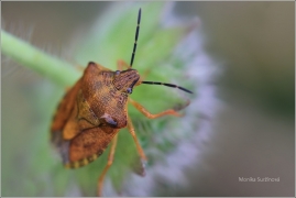 <p>KNĚŽICE OBECNÁ (Carpocoris purpureipennis) (Knížecí)</p>